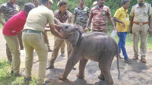 Elephant and calf reunited in Megamalai