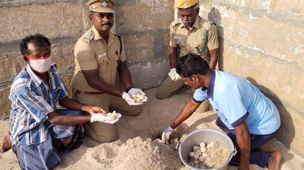 Collection of Olive Ridley eggs begins near Rameswaram