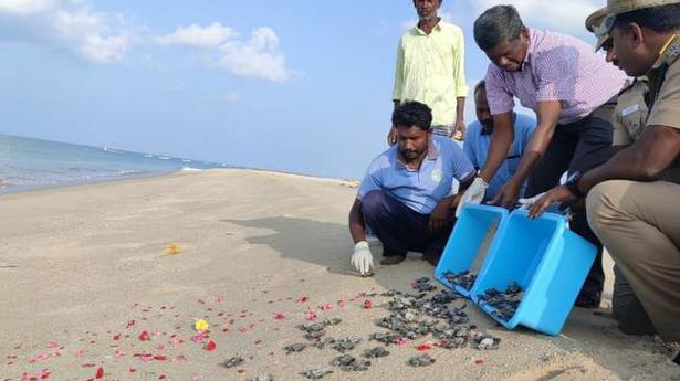 First batch of Olive Ridley turtles released