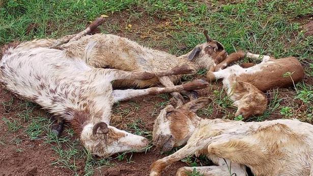Mysterious disease kills over 200 sheep in Tirunelveli