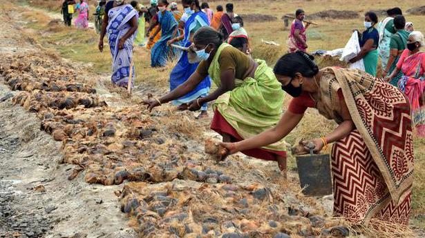 Ramanathapuram sets a world record by sowing17,71,840 palmyra seeds