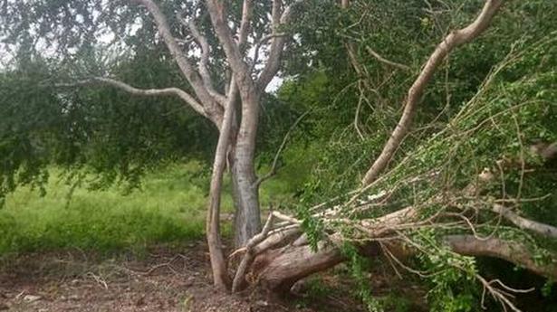 Strong wind damages crops in Virudhunagar district