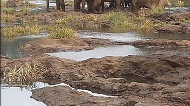 Wild elephants spotted in Mandekolu village