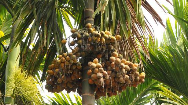 CPCRI scientists report new pest infesting areca nut kernel
