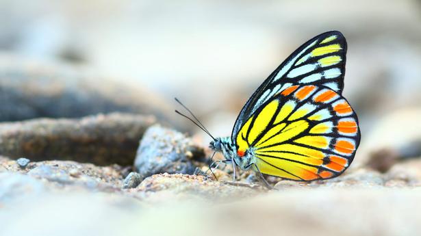 Researchers document 43,118 butterflies in Dakshina Kannada