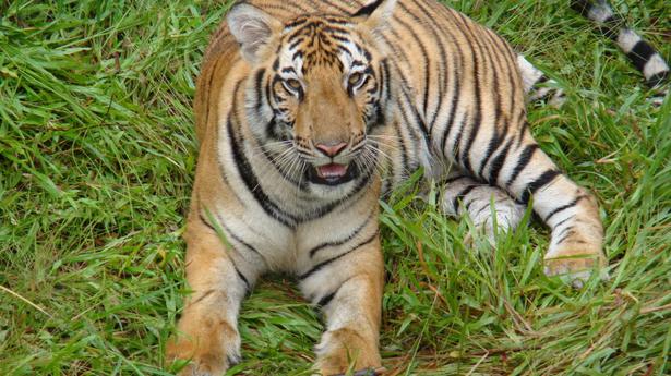 Tiger at Pilikula Biological Park collapses, dies