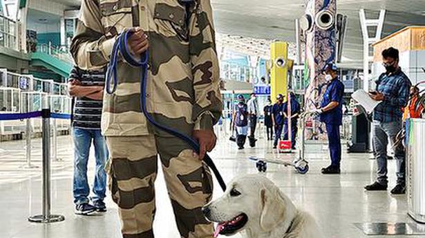 Golden Retriever joins CISF dog squad at city airport