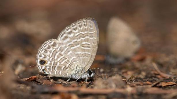 Researchers find new butterfly species