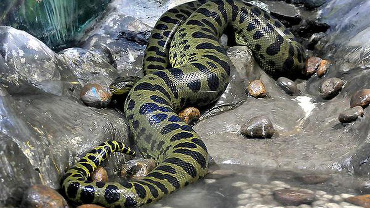 Gastroenteritis killed anacondas: report - The Hindu