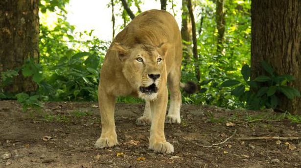 Neyyar Lion Safari Park’s last inmate too dead