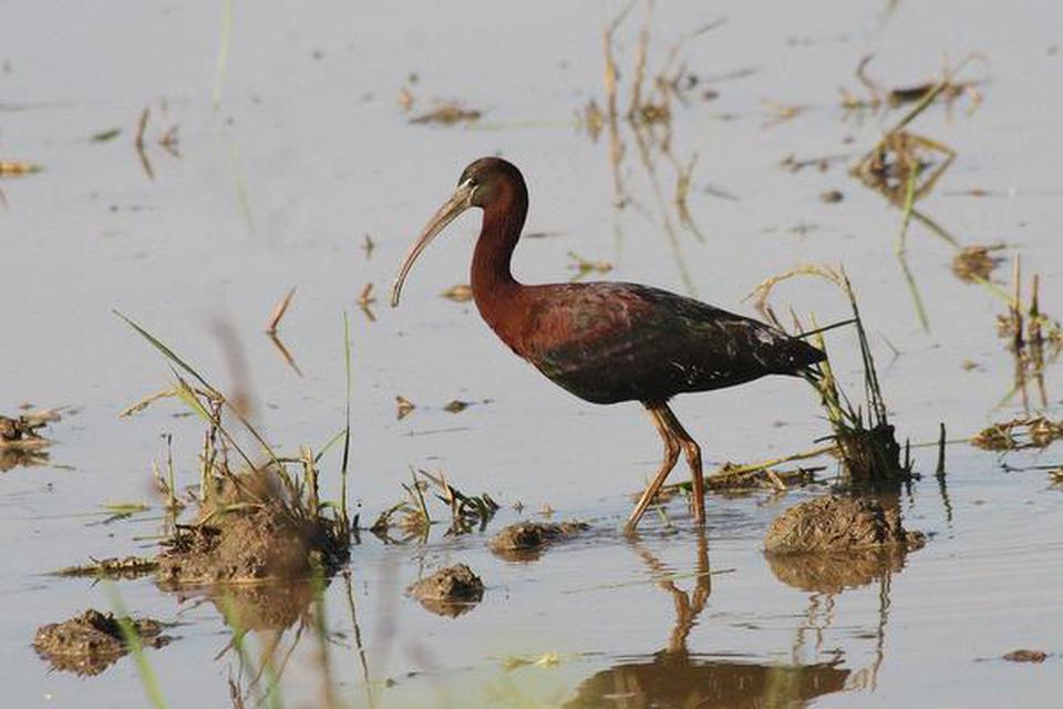 Glossy Ibis spotted in the Asian Waterbird census carried out in the capital district on January 6-Picture by Special arrangement