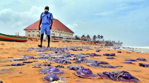 Dead jellyfish wash ashore in hordes on Shanghumughom beach