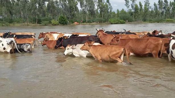 Firefighters rescue trapped cows in the Coleroon river