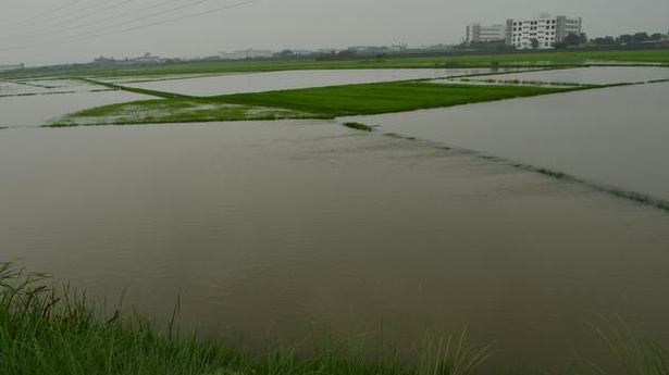 200 acres of paddy crop submerged in Tiruchi district
