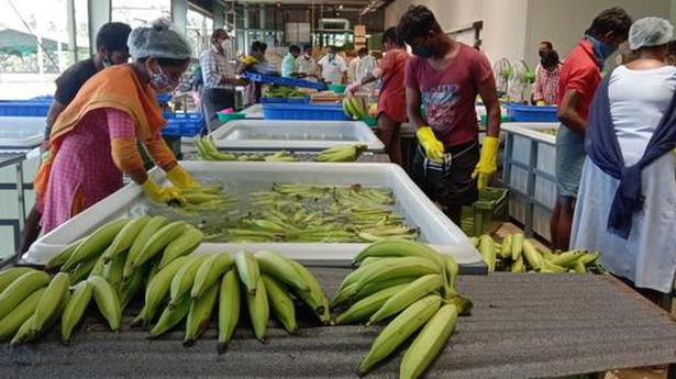 Ten tonnes of nendran banana despatched to United Kingdom for ‘Vishu’ festival