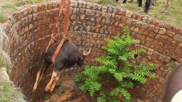 Indian Gaur falls into open well, dies