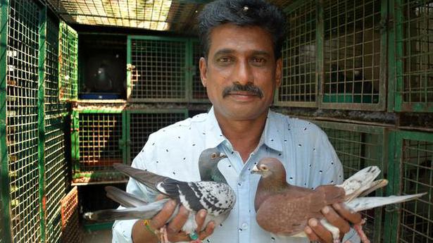 Tech helps pigeon sport clubs to soar in Tiruchi city