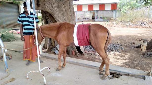 Intestinal obstruction removed in pony stallion at VCRI