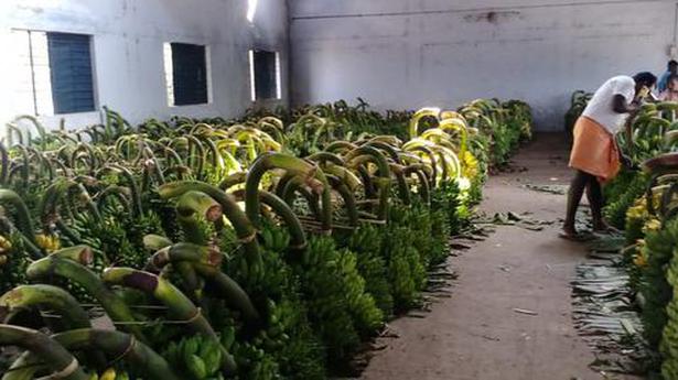 Banana growers disappointed over lukewarm demand, dip in prices