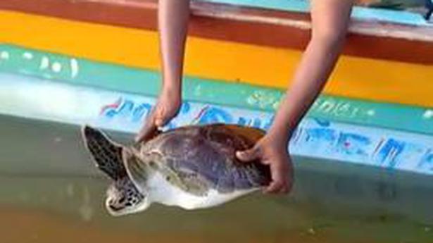 Turtle trapped in net released into sea