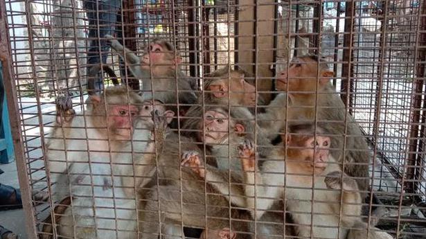 100 stray monkeys from Tanuku released into forest
