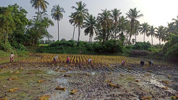 Flood-resistant maapillai samba’ grows well