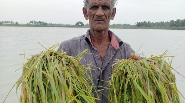 Paddy crop on hundreds of acres lie under water