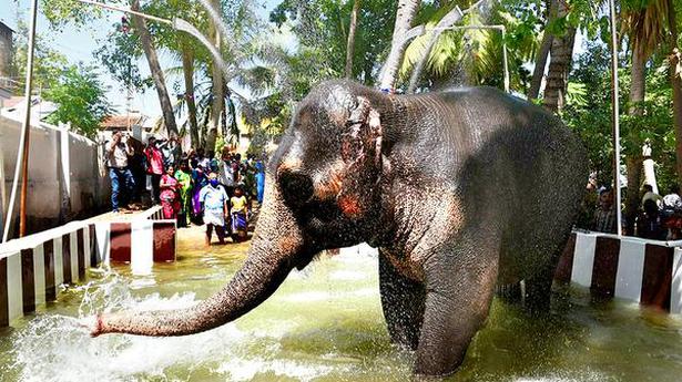 Rockfort Temple elephant gets bathing pond with shower