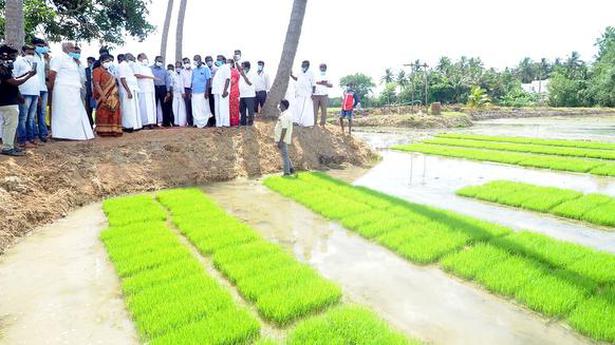 Machine transplantation of paddy seedlings picks up in Tiruvarur district
