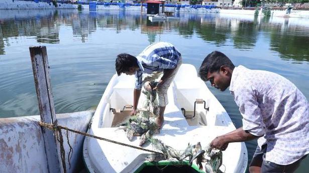 Drive begins to remove dead fish from teppakulam