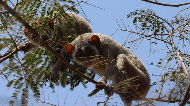 Kadavur Reserve Forest set to become a sanctuary for Slender Loris