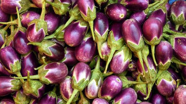 Prices of tomato and brinjal drop - The Hindu