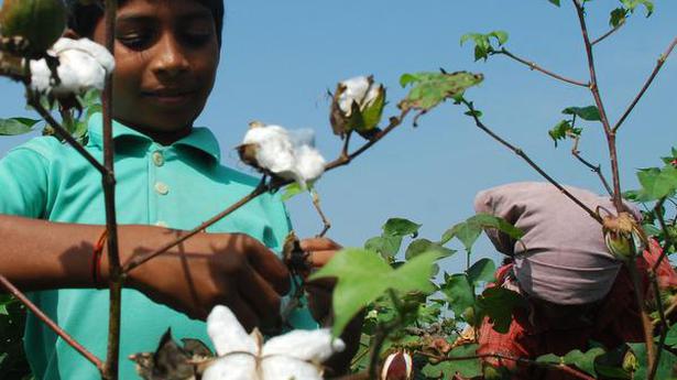 Farmers told to go for CO-17 cotton
