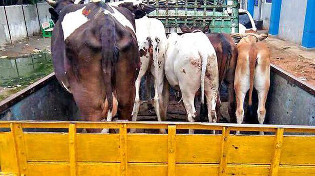   VMC staff seizing stray cows in Vijayawada on Wednesday. 