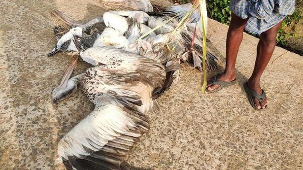 State ropes in experts to prevent mass mortality of spot-billed pelicans