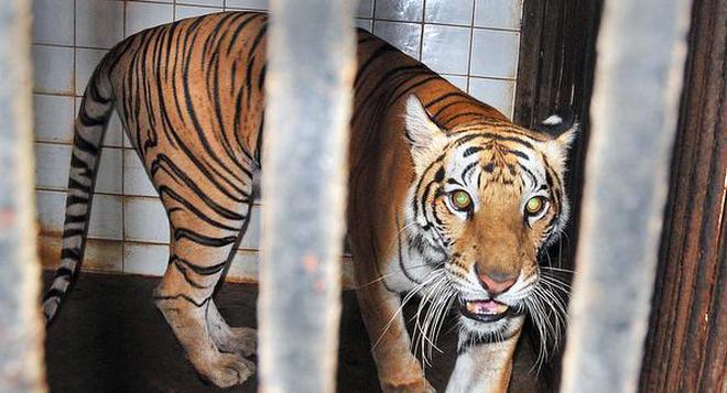 Indira Gandhi Zoological Park officials are in talks with Mysuru zoo to bring in two female tigers.
