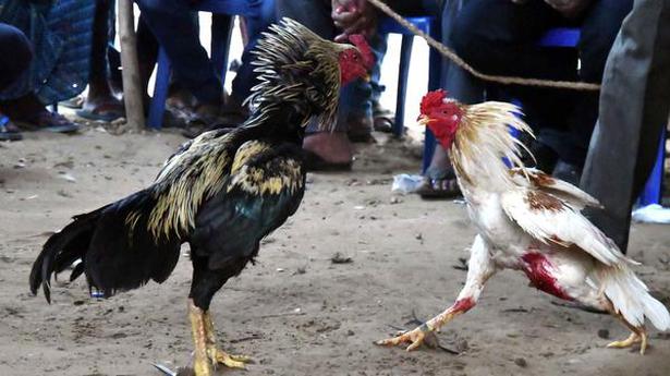 Visakhapatnam police geared up to curb cockfighting during Sankranti festival