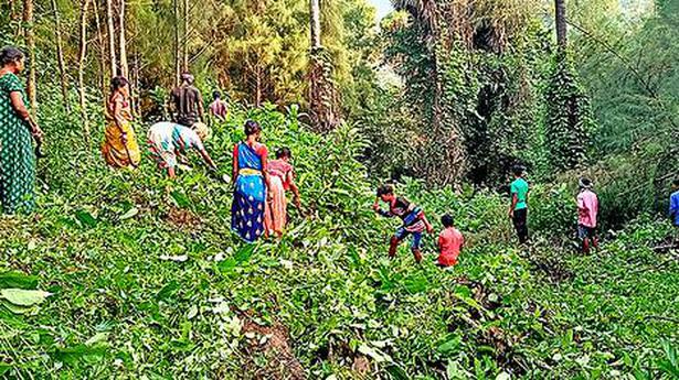 Tribals start clearing bushes