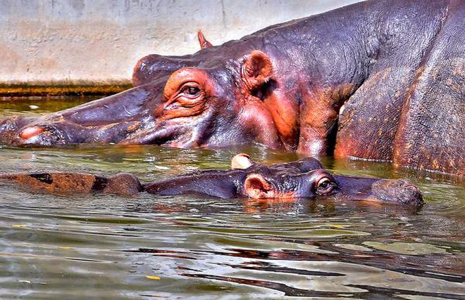 A baby hippo taking a dip in a pool under the watchful eyes of its mother on a sultry afternoon at the Indira Gandhi Zoological Park in Visakhapatnam on Tuesday.
