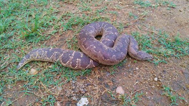 Sand boa rescued and released