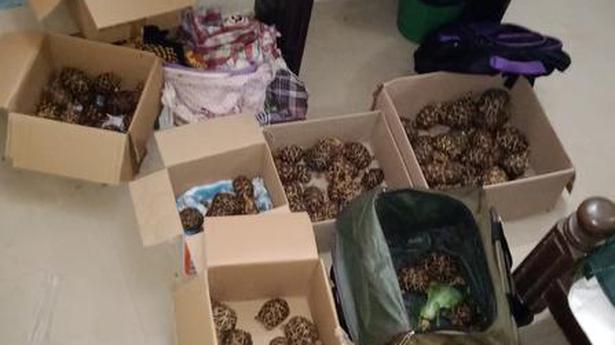 170 Indian star tortoises found abandoned