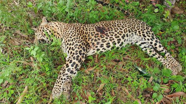 Leopard with bullet injury found dead