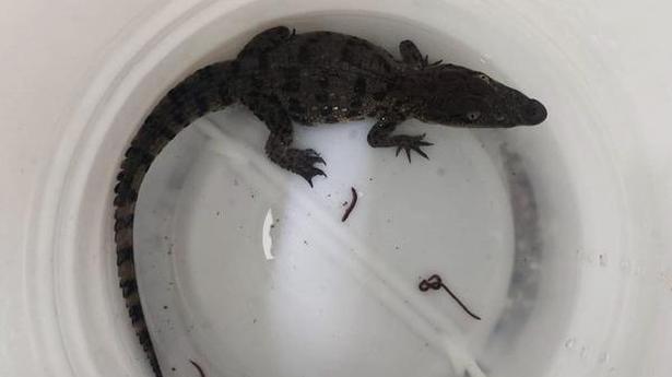 2 arrested for attempting to sell baby crocodile