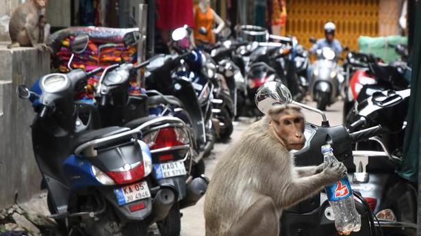 Wild monkey takes away towel containing ₹1 lakh from autorickshaw in M.P.