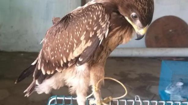 Juvenile Black Kite rescued from Chennai suburb by Forest Department and conservationists