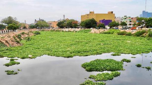 Funds sought to clear weeds on urban stretches of the Cooum
