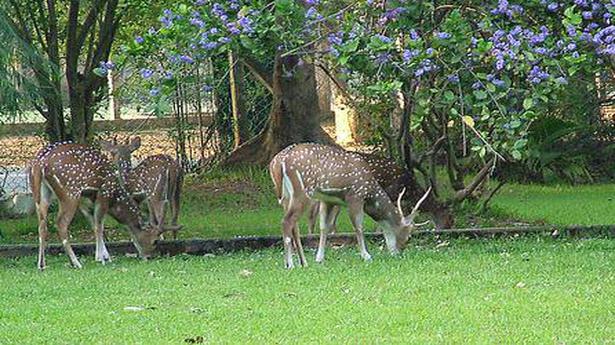 31 spotted deer died at IIT-M in 6 months