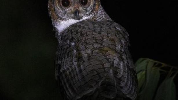 Mottled wood owl spotted and documented on Thiruporur to Chengalpet Road