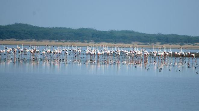 Nature-lovers throng Pulicat lake for flamingo fete