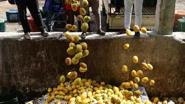 Artificially ripened mangoes seized at Koyambedu market